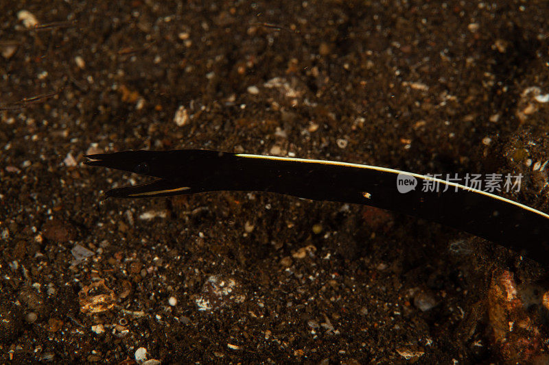 巨型马里鳗鱼(Gymnothorax javanicus)默里